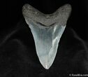 Dagger Shaped Inch Megalodon Tooth #64-2